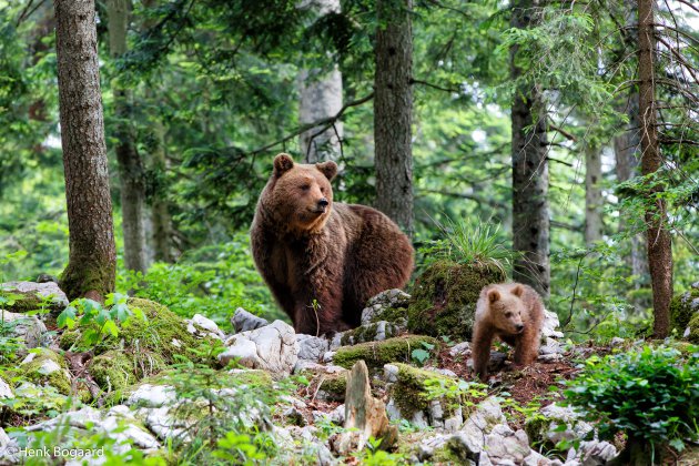 Bruine beer met jong in Slovenië