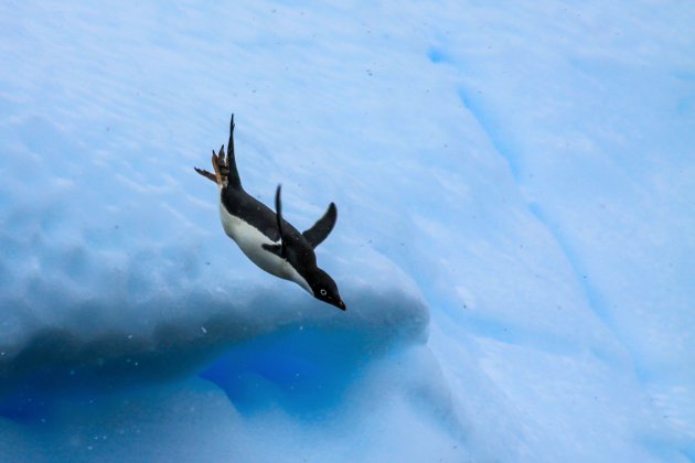 Pinguïns kunnen niet vliegen