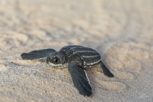 Baby Schildpadje