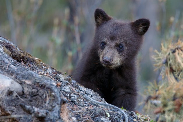 Jonge zwarte beer.