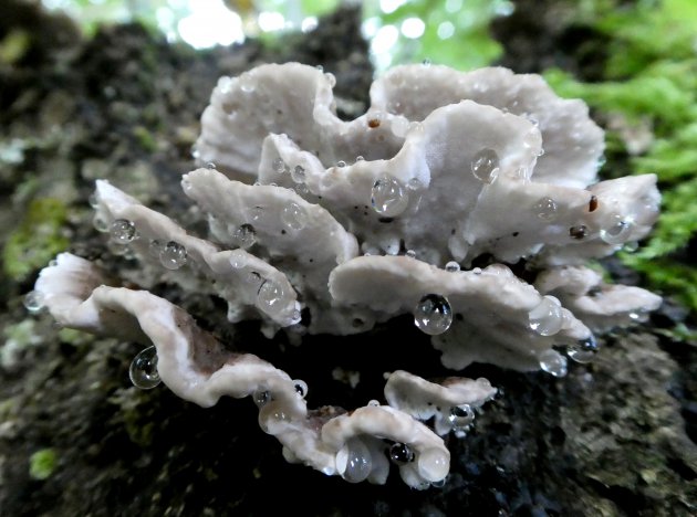 paddenstoeltjes in de regen
