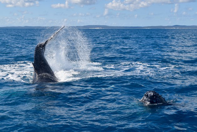 'Walvissen-show' voor de kust van Fraser Island
