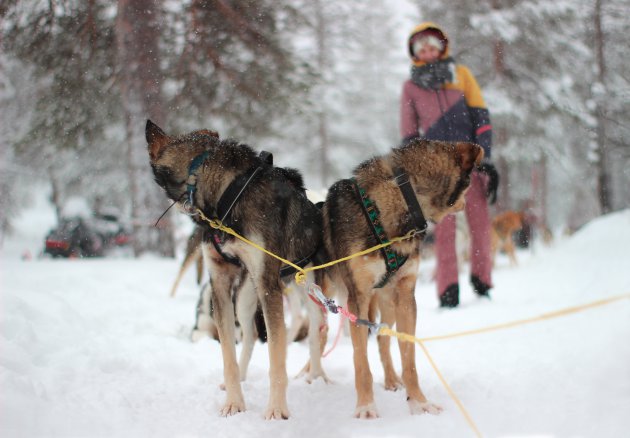 Hondensledetocht Zweden