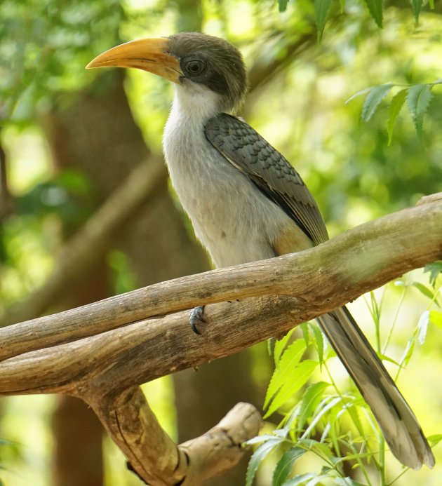 grey hornbill sri lanka