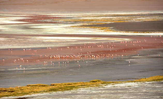 Flamingo's aan het Laguna Colorada