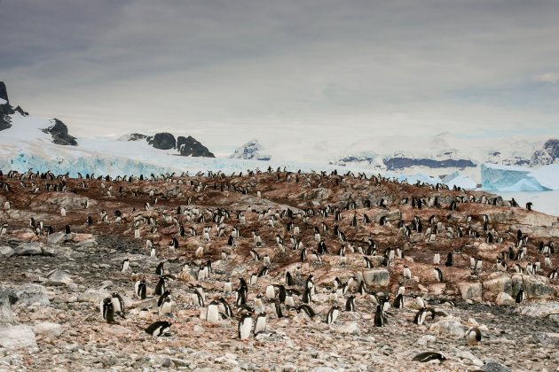 De pinguïns van Cuverville Island