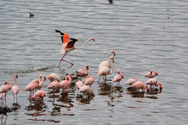 Arusha National park - prachtige flamingo's