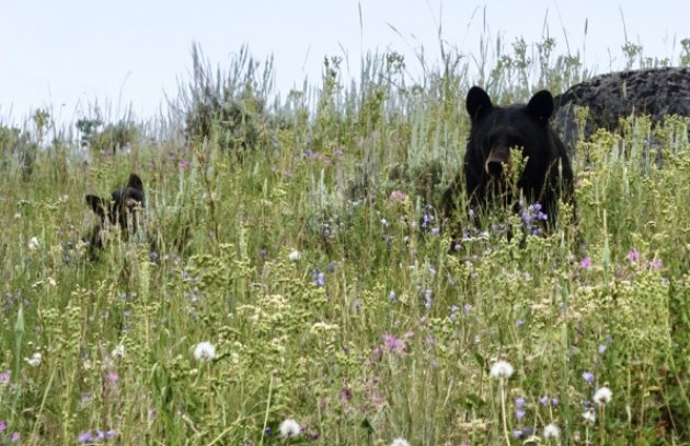 Moeder beer met kind in Yellowstone NP
