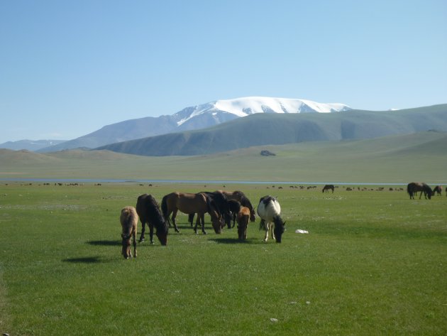 Mongolie in een beeld