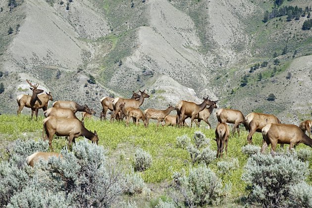 Elk herd Yellowstone NP