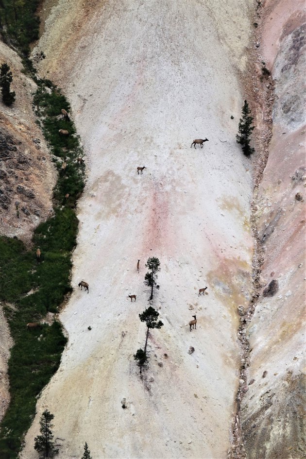 Elks tegen de kleurrijke wanden in Yellowstone NP