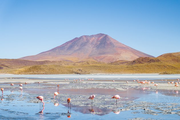 Flamingo's en ander natuurlijk schoon in Bolivia