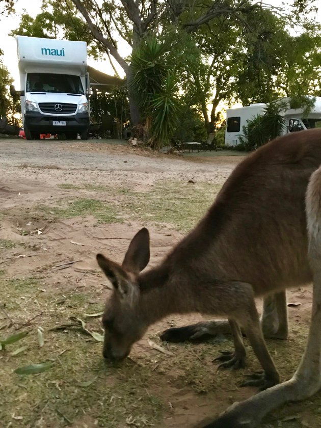 Kamperen tussen de kangoeroes