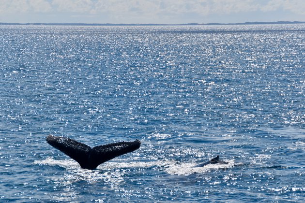 Walvissen spotten voor de kust van Fraser Island