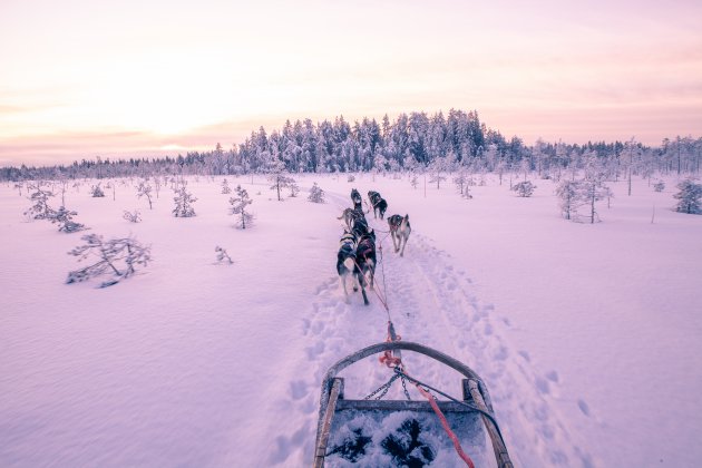 Ontdek de ongerepte natuur van Fins-Lapland met huskyslee