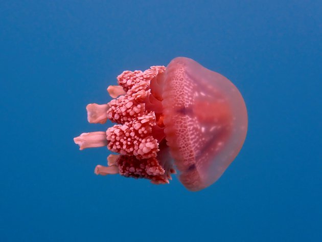 Golden jellyfish of Palau