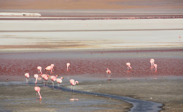 Red in red, flamingo's in het Laguna Colorada