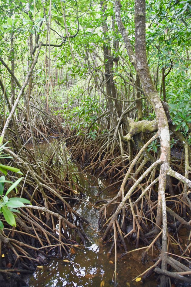 De mangrove