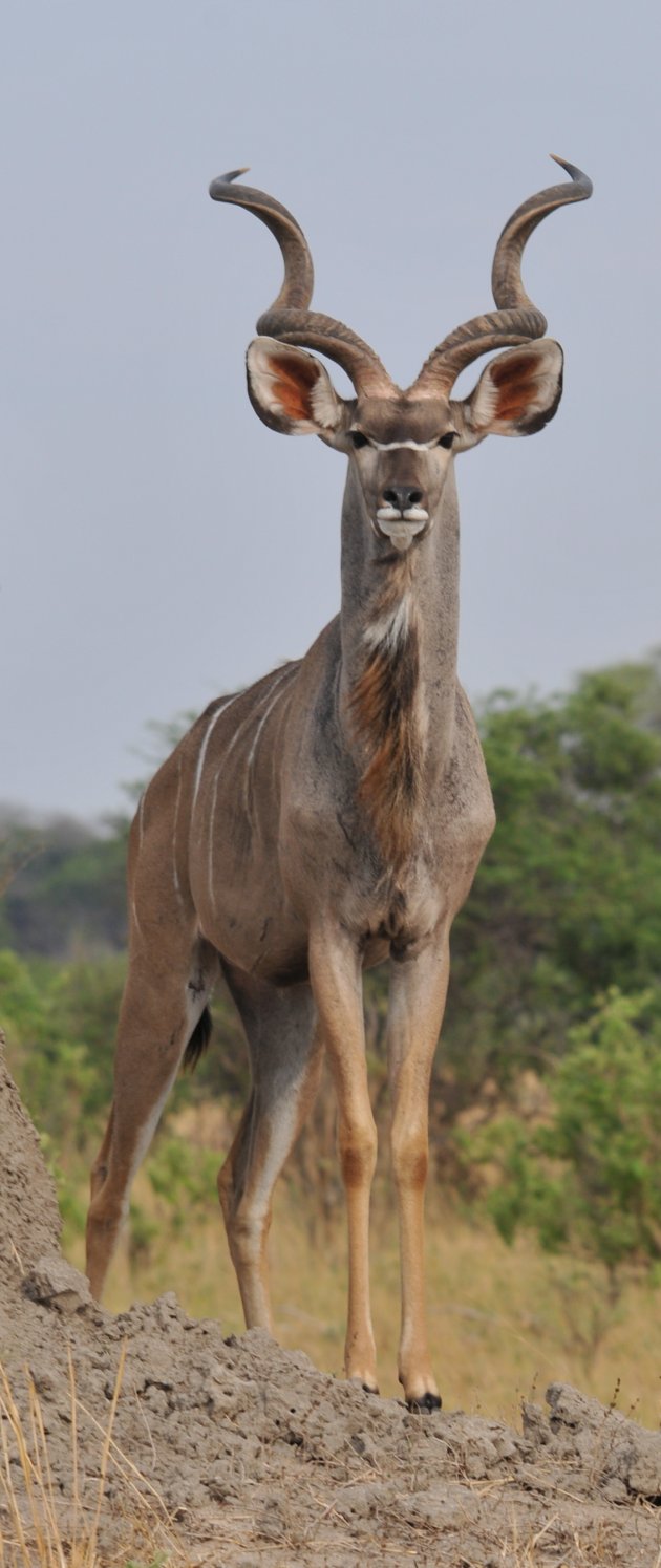 Kudu mannetje