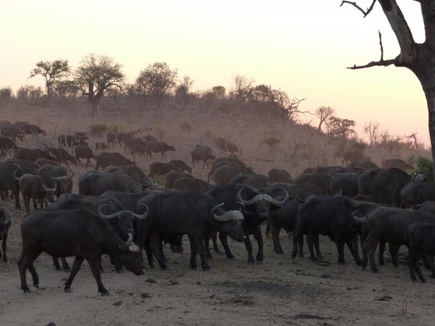 Kudde buffels tijdens ''golden hour''