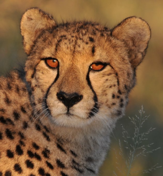 Cheetah in ochtendgloren...