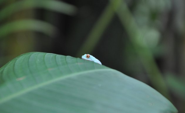 Baby red eyed tree frog