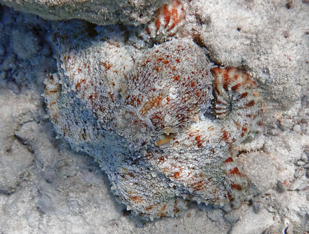 Octopus in een van zijn vele gedaantes!