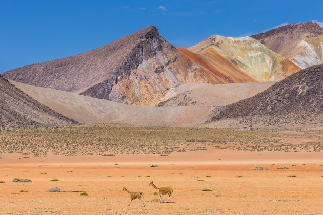 Suriplaza met weglopende vicuña's
