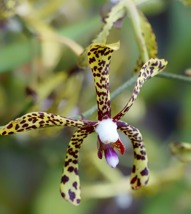 Orchideeënpracht Flowerdome