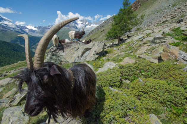 Aanhankelijke schapen bij de Matterhorn