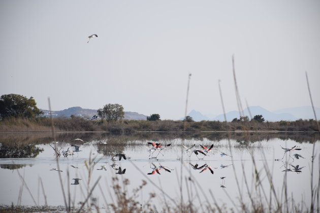 Flamingo's spotten op Kos, bij zoutmeer van Alikés
