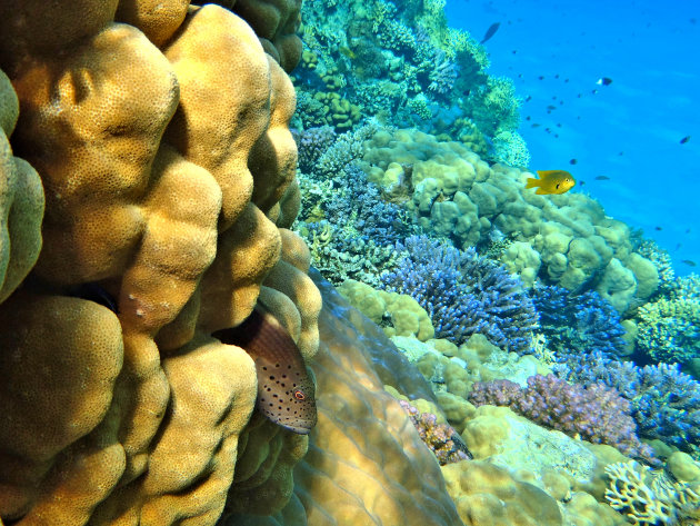 Slanke koraalklimmer