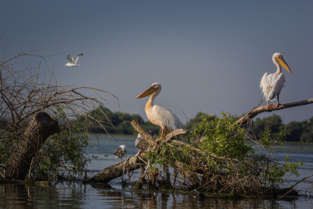 Pelikanen in de delta