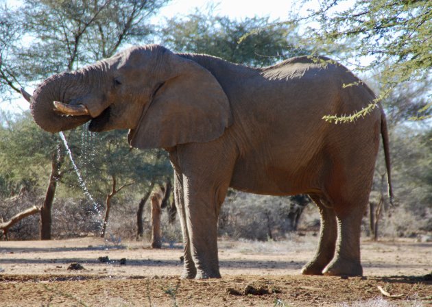 Dorstige olifant