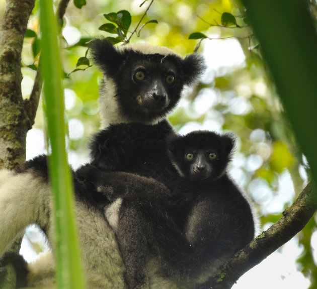 De roep van de Indri Indri