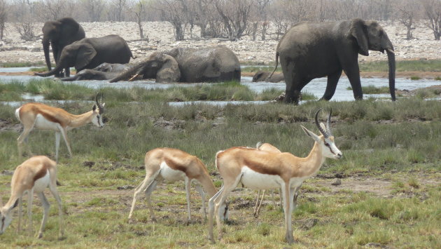 Wildlife Namibië
