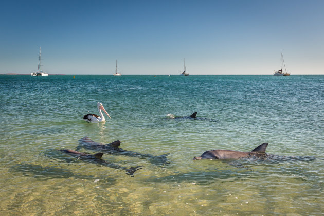 Dolfijnen langs het strand