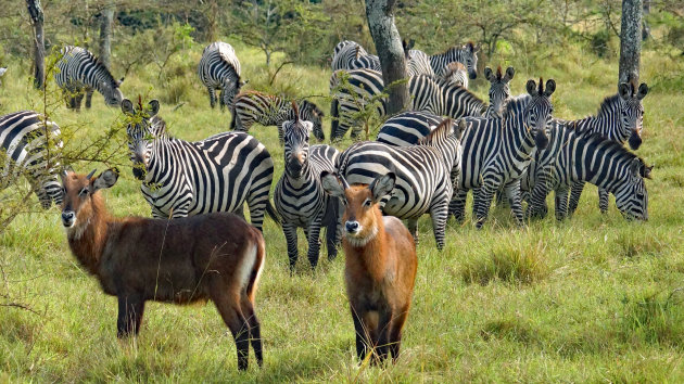 Wandelsafari tussen de zebra's