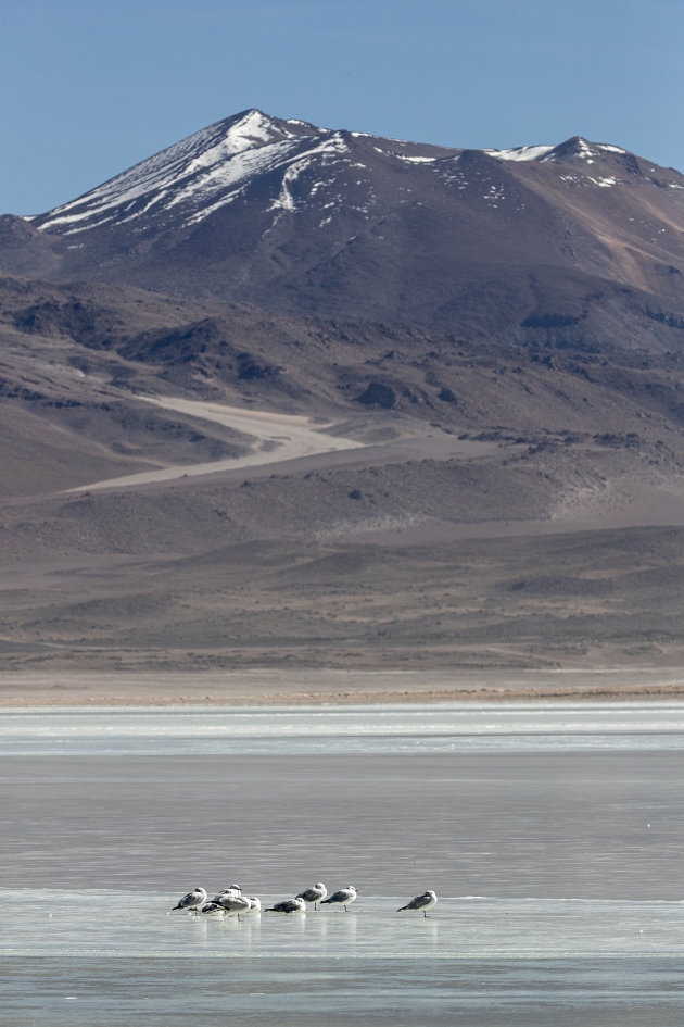 Bolivia Altiplano Laguna Blanca