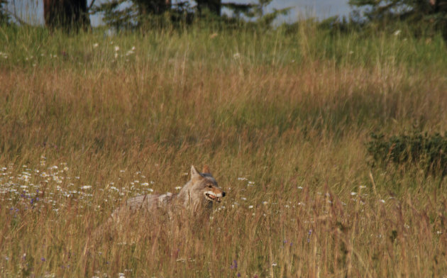 Coyote in Jasper NP