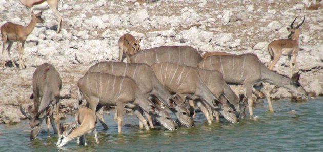 Drinkende kudu's