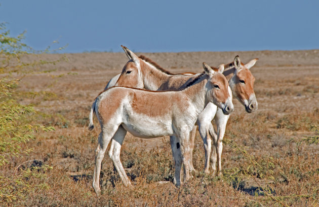 Trio wilde ezels