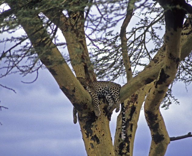 Luipaard in de Serengeti NP Tanzania