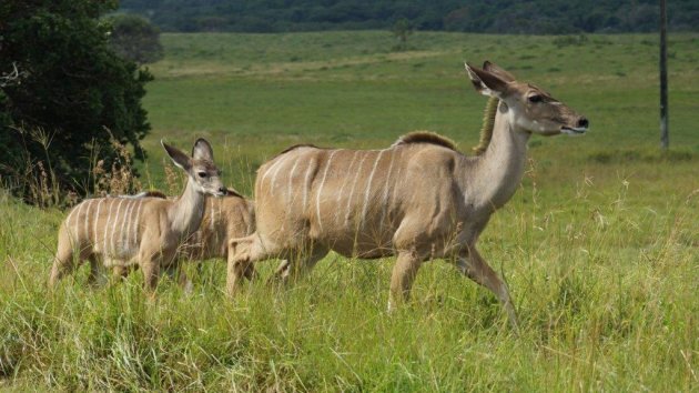 Familie Kudu