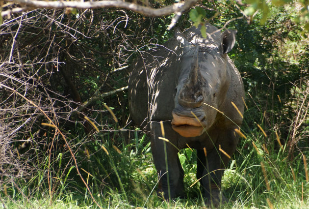 Nog steeds te weinig neushoorns in Oeganda