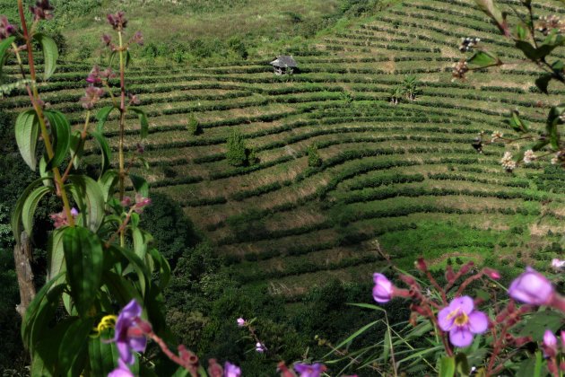 de rijst terrassen van Yunnan