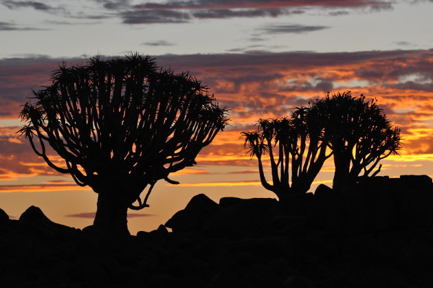 kokerboomwoud, Keetmanshoop, Namibië
