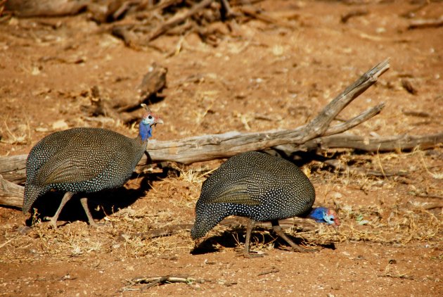 Helmparelhoen in Namibie
