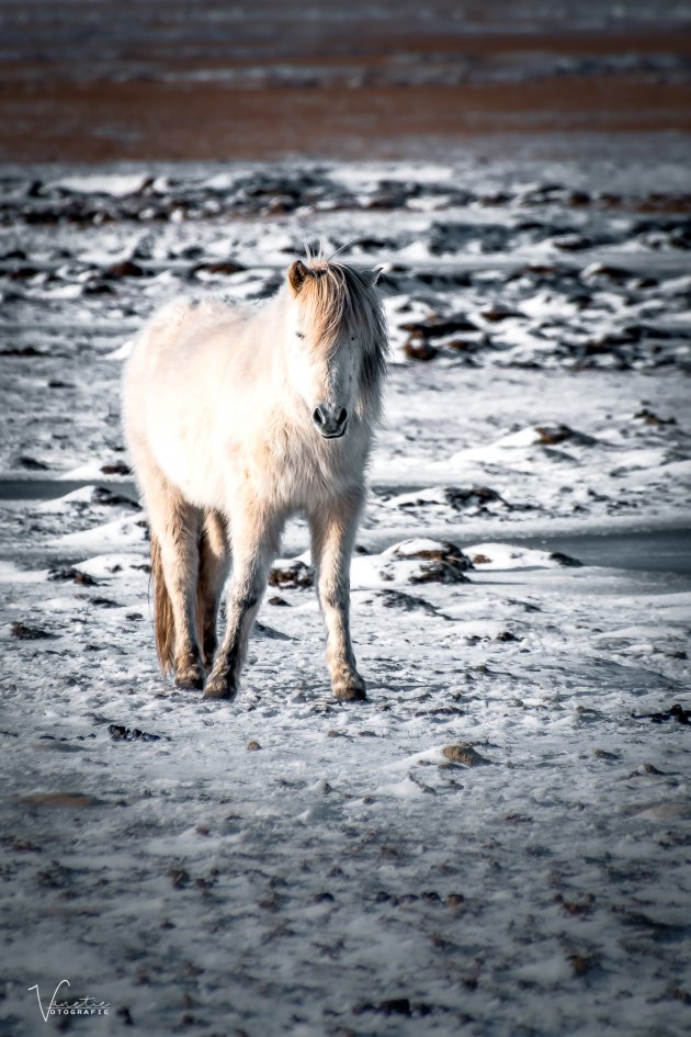 IJslander Paard