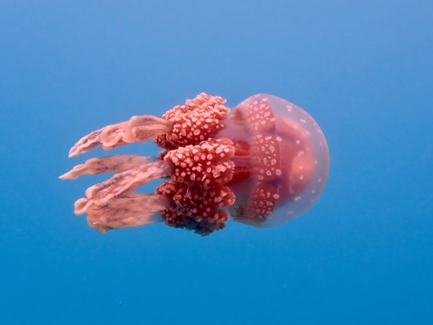 Harmless jellyfish
